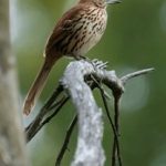 欧美高清vivoesond13高清 torqfy2